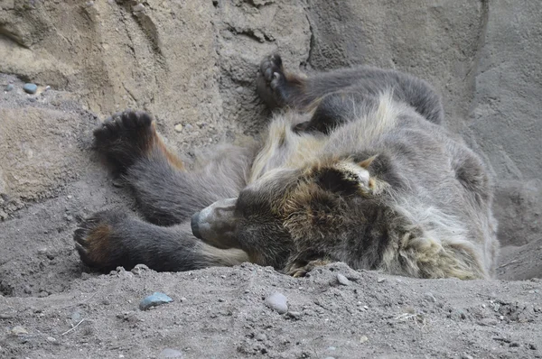 Een grizzly beer — Stockfoto