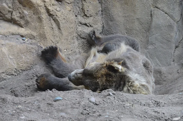 Een grizzly beer — Stockfoto