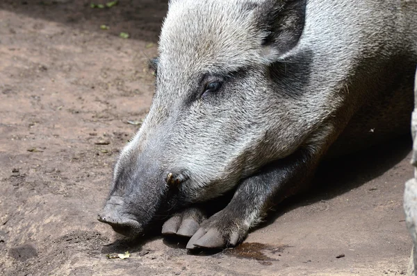 Un cinghiale — Foto Stock