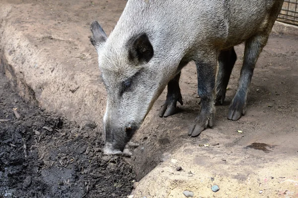 Een everzwijn — Stockfoto