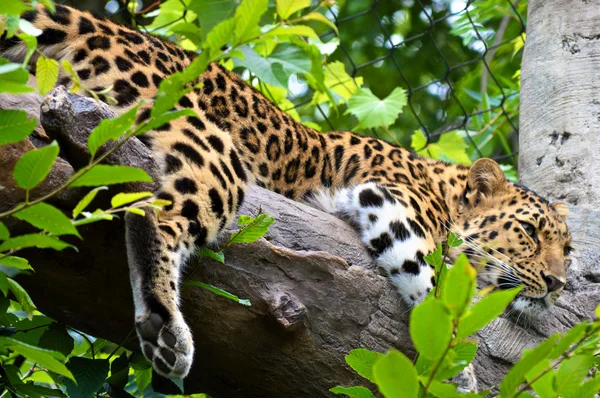 Ağaçtaki leopar