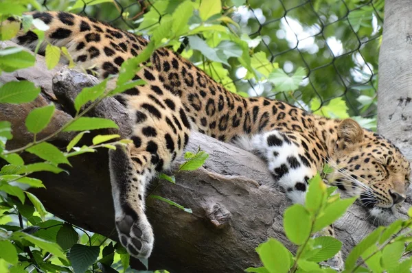 Leopardo en el árbol — Foto de Stock