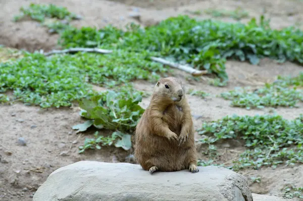 A Prairie Dog — Stock Photo, Image