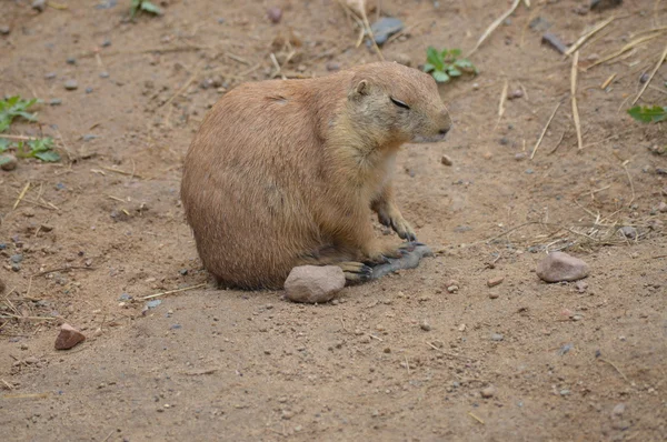 Un perro de la pradera — Foto de Stock