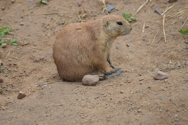 Un perro de la pradera — Foto de Stock