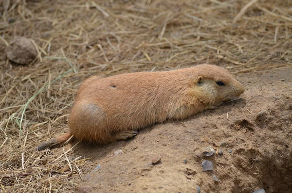 Un perro de la pradera — Foto de Stock