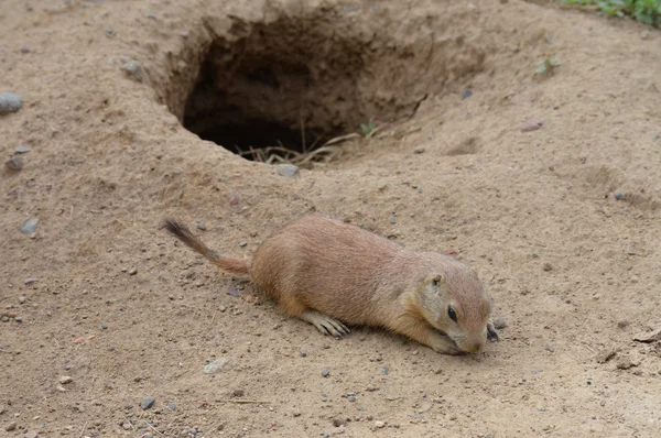 Un perro de la pradera — Foto de Stock