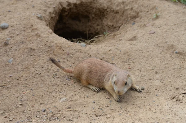 Un perro de la pradera — Foto de Stock