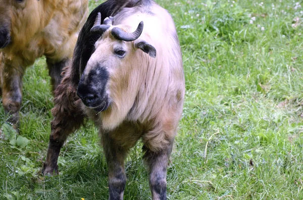 Μια άγρια Takin — Φωτογραφία Αρχείου