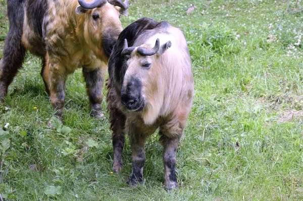 Ein wilder Takin — Stockfoto