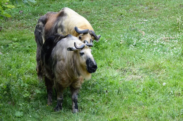 Vahşi bir Takin — Stok fotoğraf