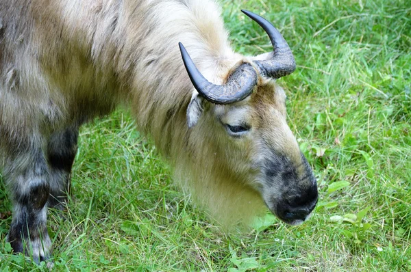 Vahşi bir Takin — Stok fotoğraf