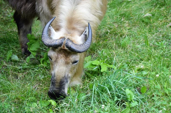 Μια άγρια Takin — Φωτογραφία Αρχείου