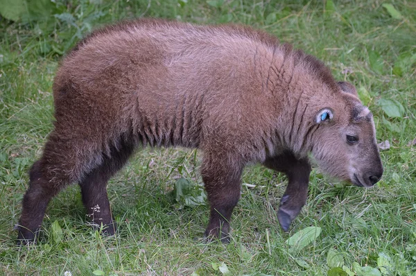 Ein wilder Takin — Stockfoto