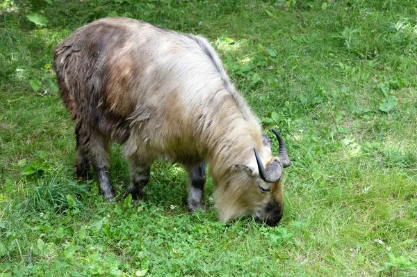 Μια άγρια Takin — Φωτογραφία Αρχείου