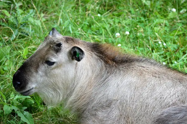 Μια άγρια Takin — Φωτογραφία Αρχείου