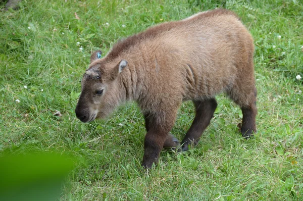 Dziki Takin — Zdjęcie stockowe