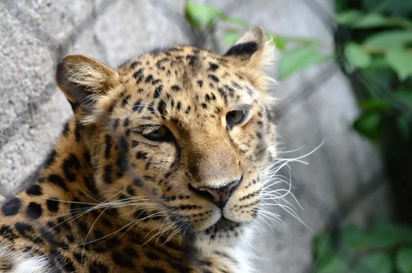 An Amur Leopard — Stock Photo, Image