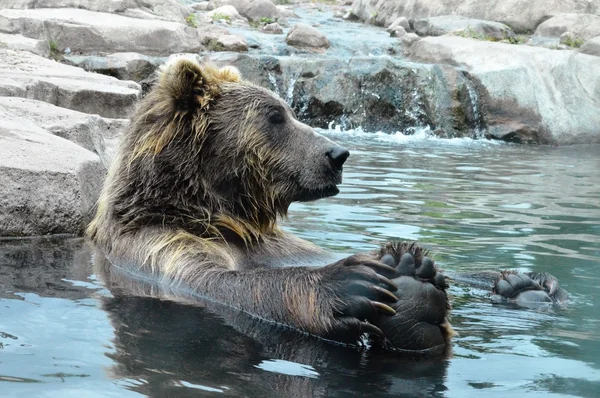 Russische Grizzly Beer — Stockfoto