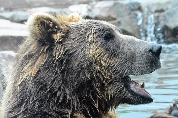 Russischer Grizzlybär — Stockfoto