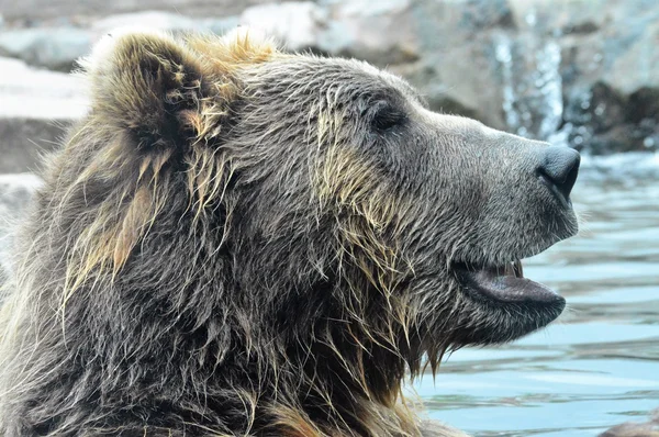 Rosyjski niedźwiedź Grizzly — Zdjęcie stockowe