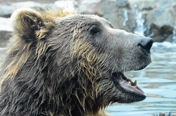 Russischer Grizzlybär — Stockfoto