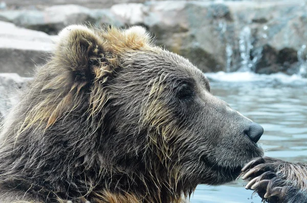 Russische Grizzly Beer — Stockfoto