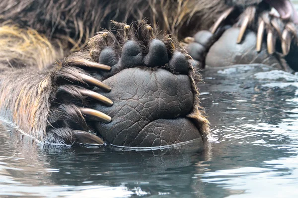 Grizzly Bear Paw