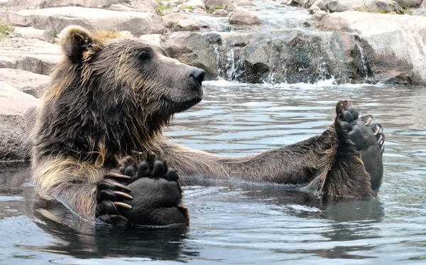 Urso Grizzly russo — Fotografia de Stock