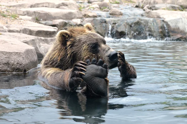 Russische Grizzly Beer — Stockfoto