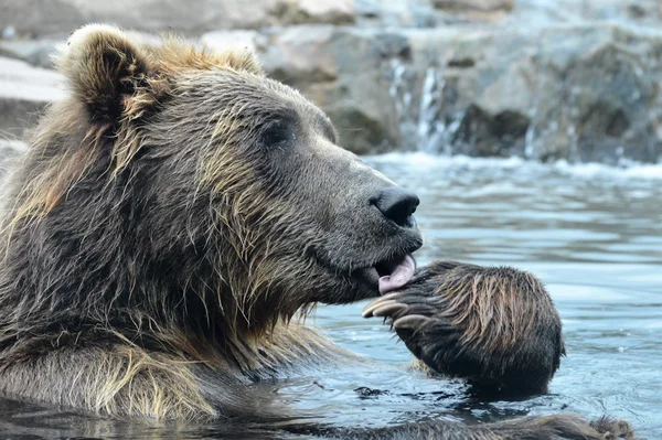 Urso Grizzly russo — Fotografia de Stock