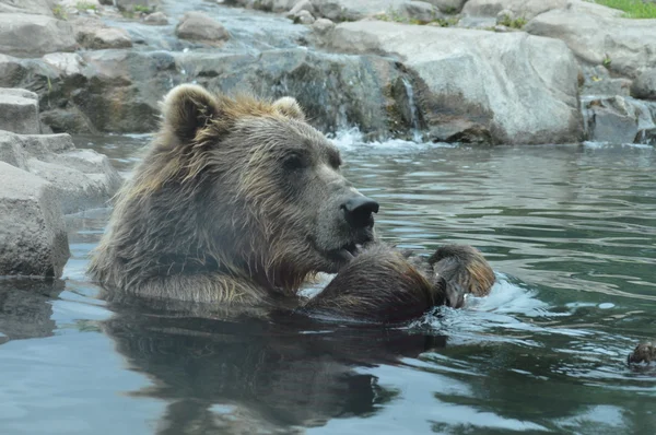 รัสเซีย Grizzly หมี — ภาพถ่ายสต็อก