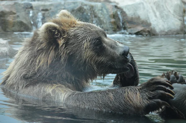 Oso Grizzly ruso — Foto de Stock
