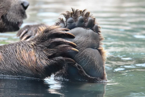 Rosyjski Grizzly Bear Paw — Zdjęcie stockowe