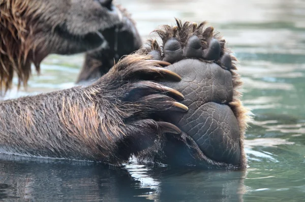 Rosyjski Grizzly Bear Paw — Zdjęcie stockowe