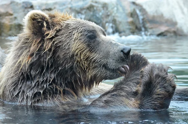 Russische Grizzly Beer — Stockfoto