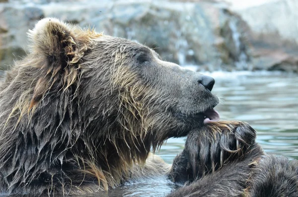 Urso Grizzly russo — Fotografia de Stock