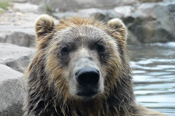 Rosyjski niedźwiedź Grizzly — Zdjęcie stockowe