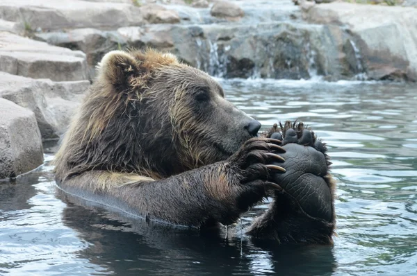 Urso Grizzly russo — Fotografia de Stock