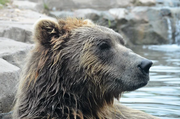 Russischer Grizzlybär Stockbild