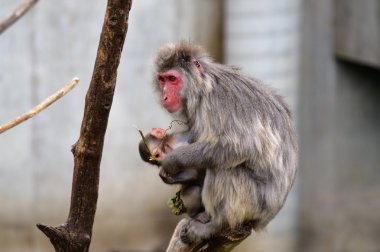 Anne ve bebek kar maymun