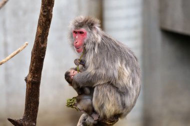 Anne ve bebek kar maymun