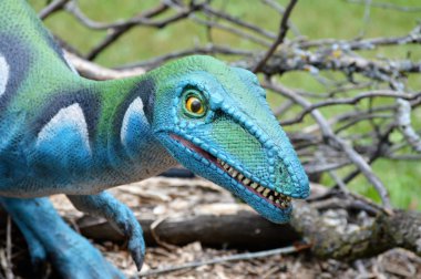 Bir Velociraptor dinozor