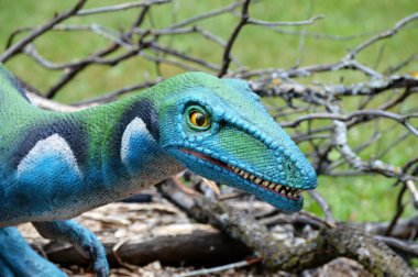 Bir Velociraptor dinozor