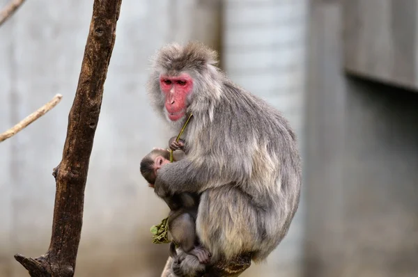 Mère et bébé singe des neiges — Photo