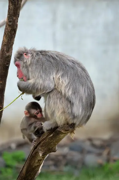 Mother and Baby Snow Monkey — Stock Photo, Image