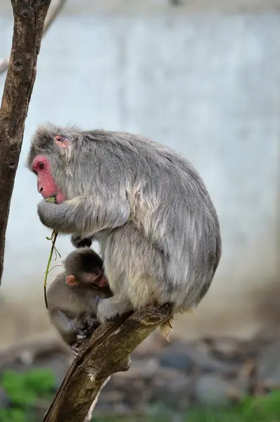 Mother and Baby Snow Monkey — Stock Photo, Image