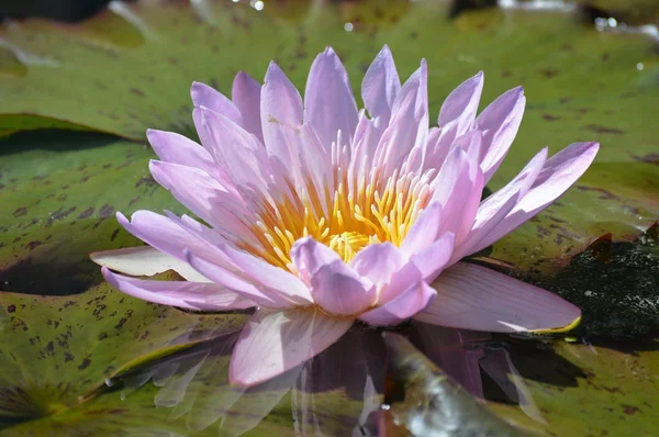 A Water Lily — Stock Photo, Image