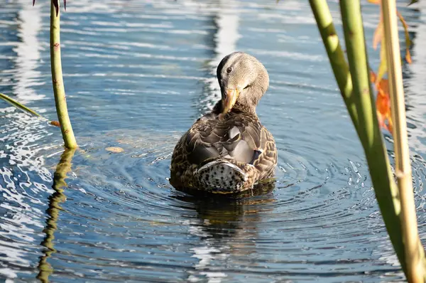 Duck on the Water — Stock Photo, Image