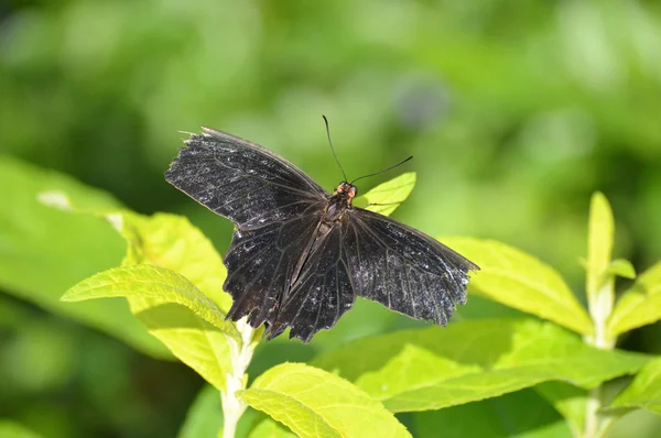 Motyl w ogrodzie — Zdjęcie stockowe